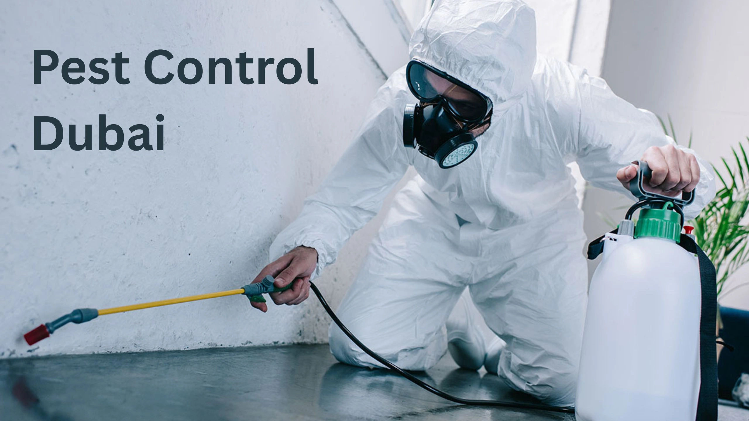 Pest Control Dubai – Professional Services to Keep Your Home Safe“